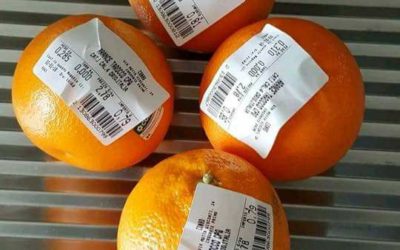 Riflessione sui “sacchetti biodegradabili”